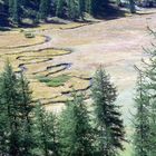 Tourbière du plateau du Laus près du Lac d'Allos (Alpes de Haute-Provence).