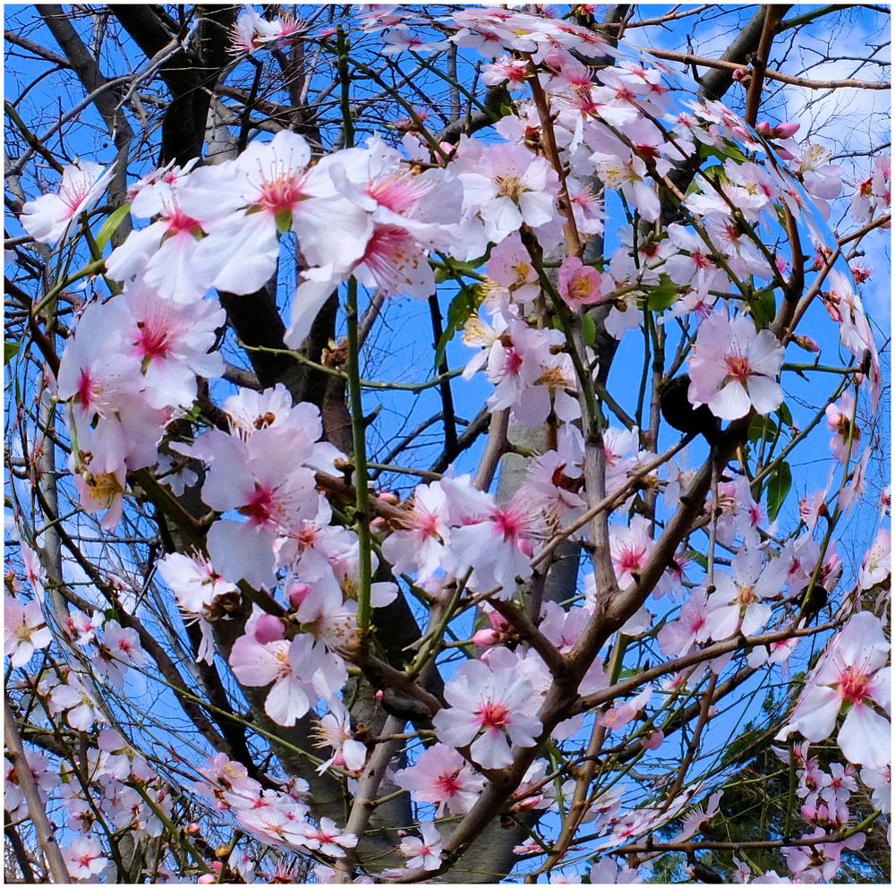 Tourbillon de Printemps