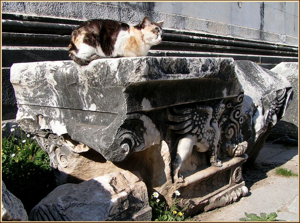 Touri-Katze und Fabelwesen