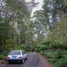 Touring through Tasmanian forest