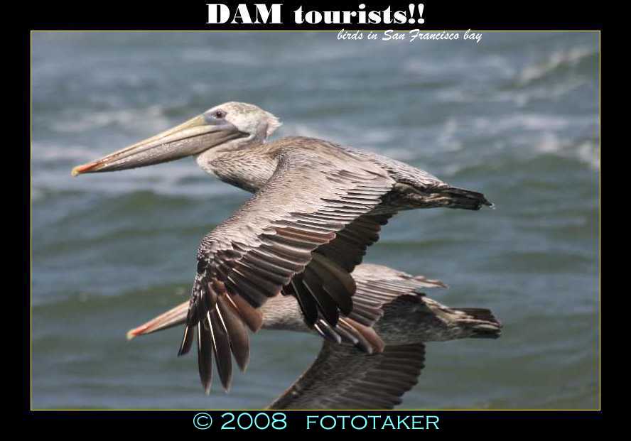 Tourist Pelicans