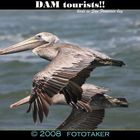 Tourist Pelicans