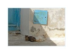 Touristen legen sich in die Sonne - Katzen in den Schatten