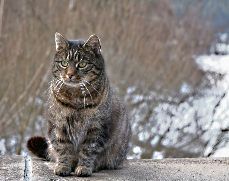 Touristenkatze