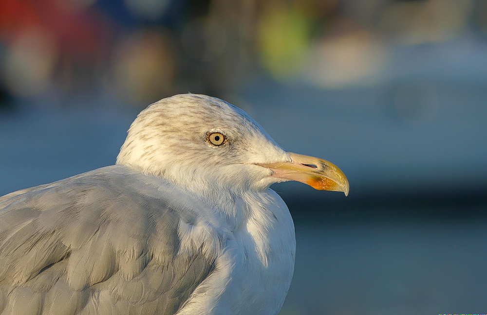 Touristenmöwe