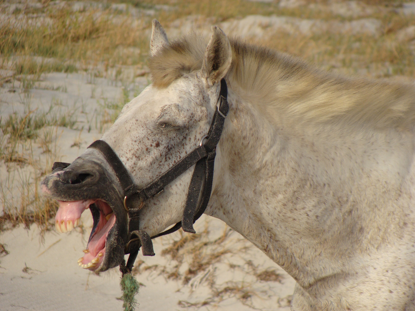 Touristenpferd "Micky Mouse" gähnt (Djerba, Tunesien)