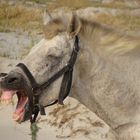 Touristenpferd "Micky Mouse" gähnt (Djerba, Tunesien)