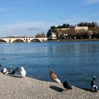 Touristes à plumes...