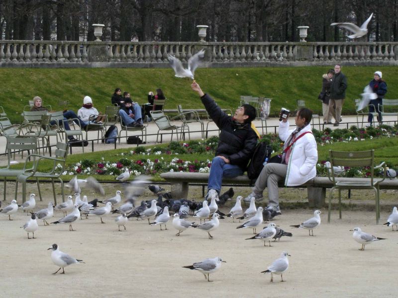 Touristes et oiseaux au Jardin du Luxembourg