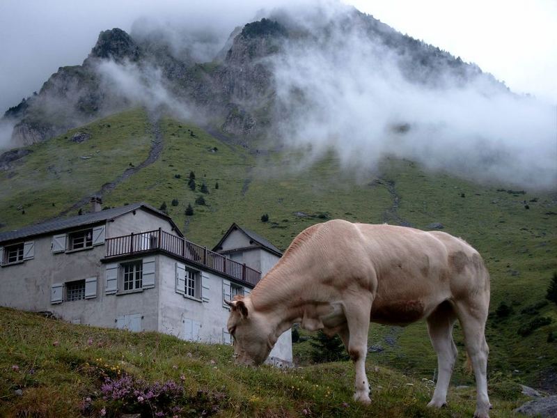 Tourmalet, Kuh und Haus