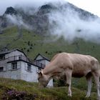 Tourmalet, Kuh und Haus