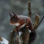 Tourmente blanche