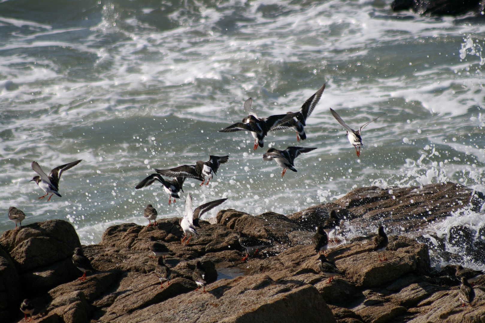 tourne-pierres à collier à Quiberon