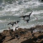 tourne-pierres à collier à Quiberon