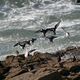 tourne-pierres  collier  Quiberon