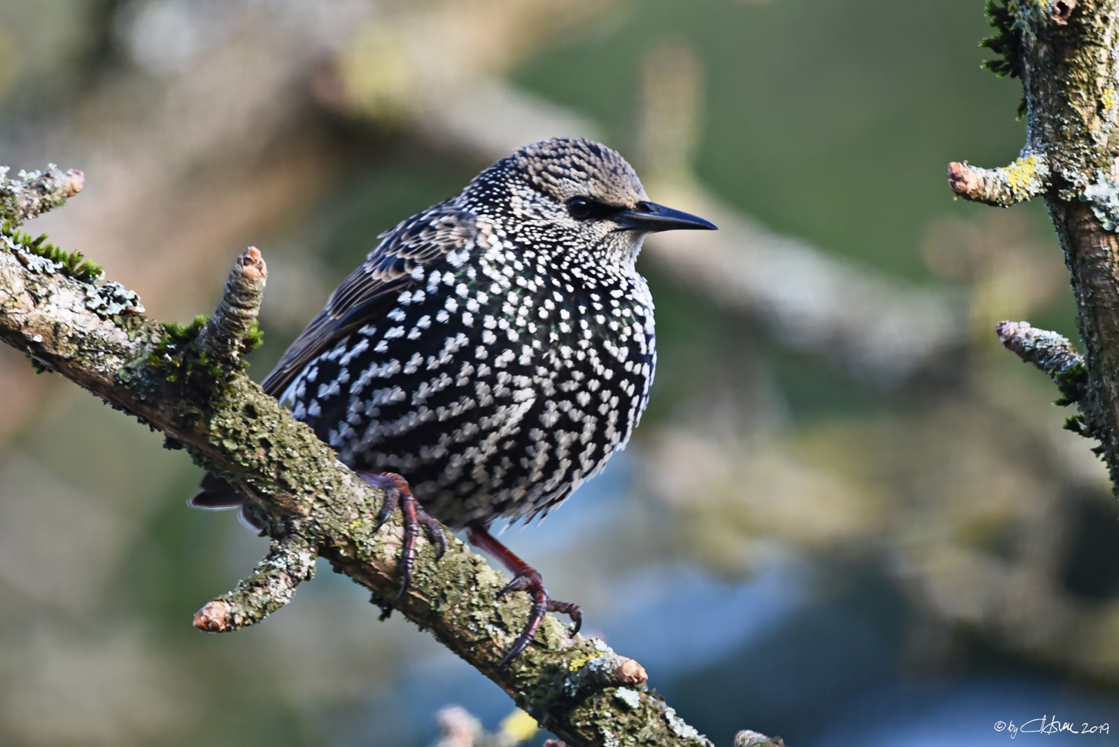 Étourneau sansonnet (Sturnus vulgaris)