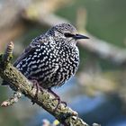 Étourneau sansonnet (Sturnus vulgaris)