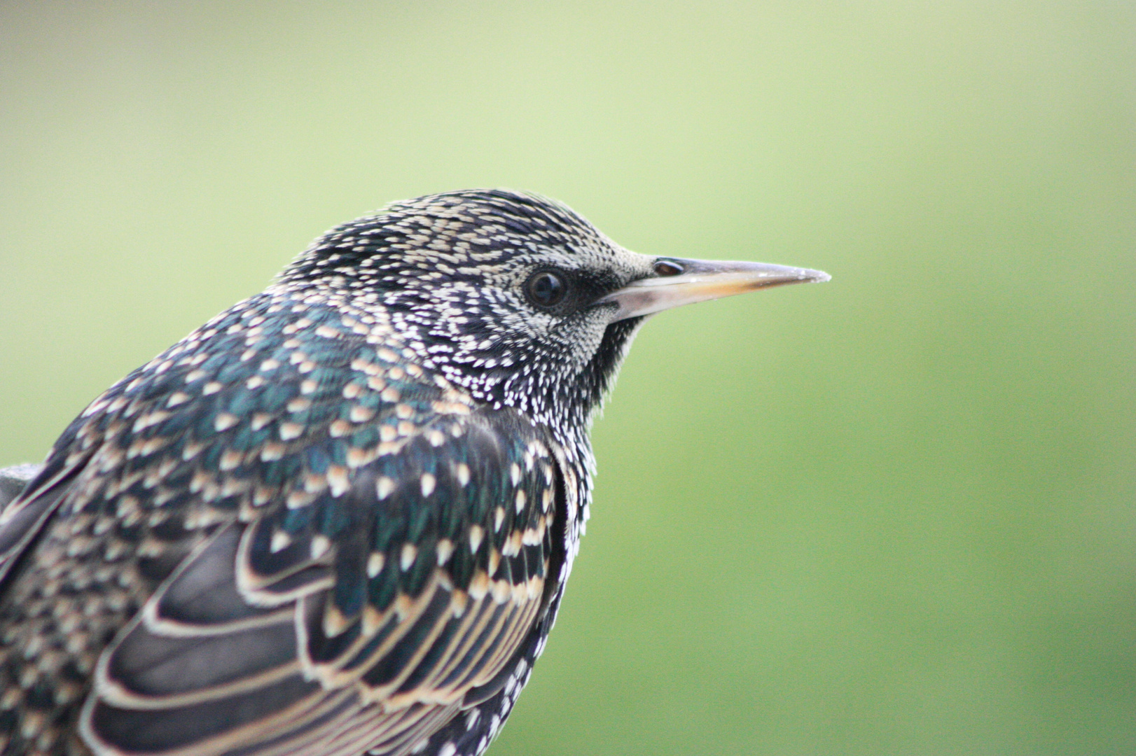 Étourneau sansonnet - Sturnus vulgaris