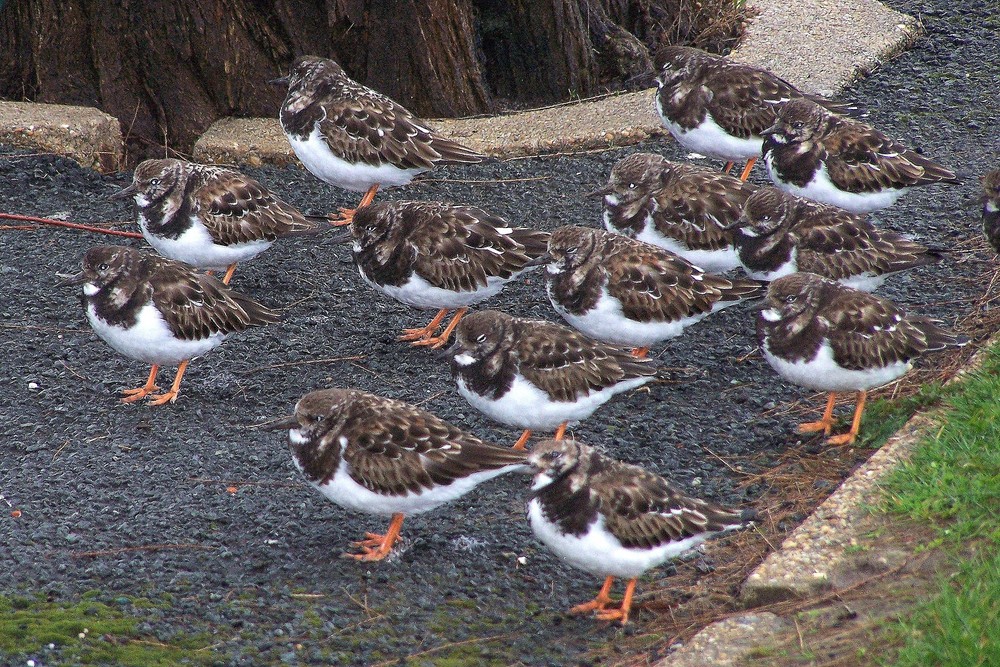 tournepierres à collier