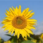 tournesol