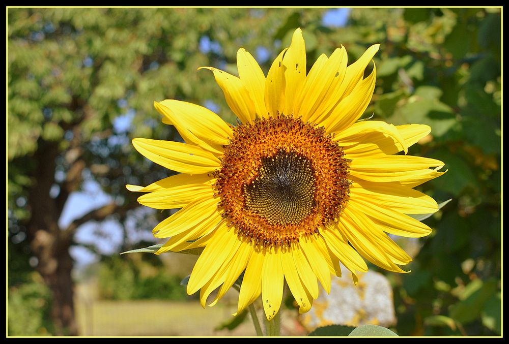 tournesol