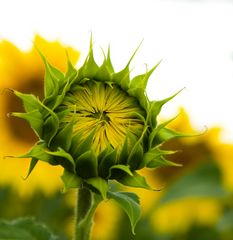 Tournesol