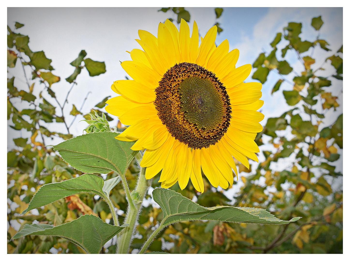 tournesol