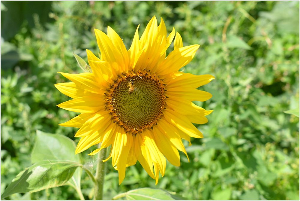 tournesol