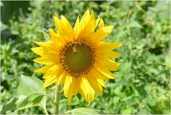 tournesol