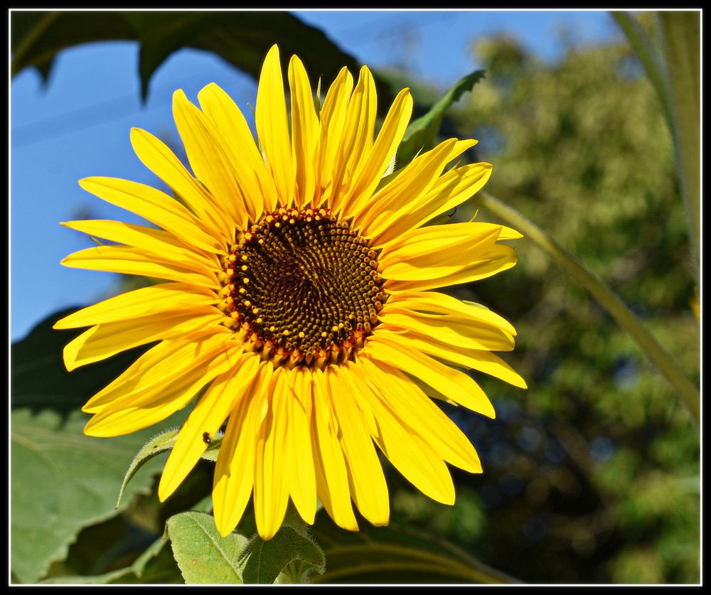 tournesol