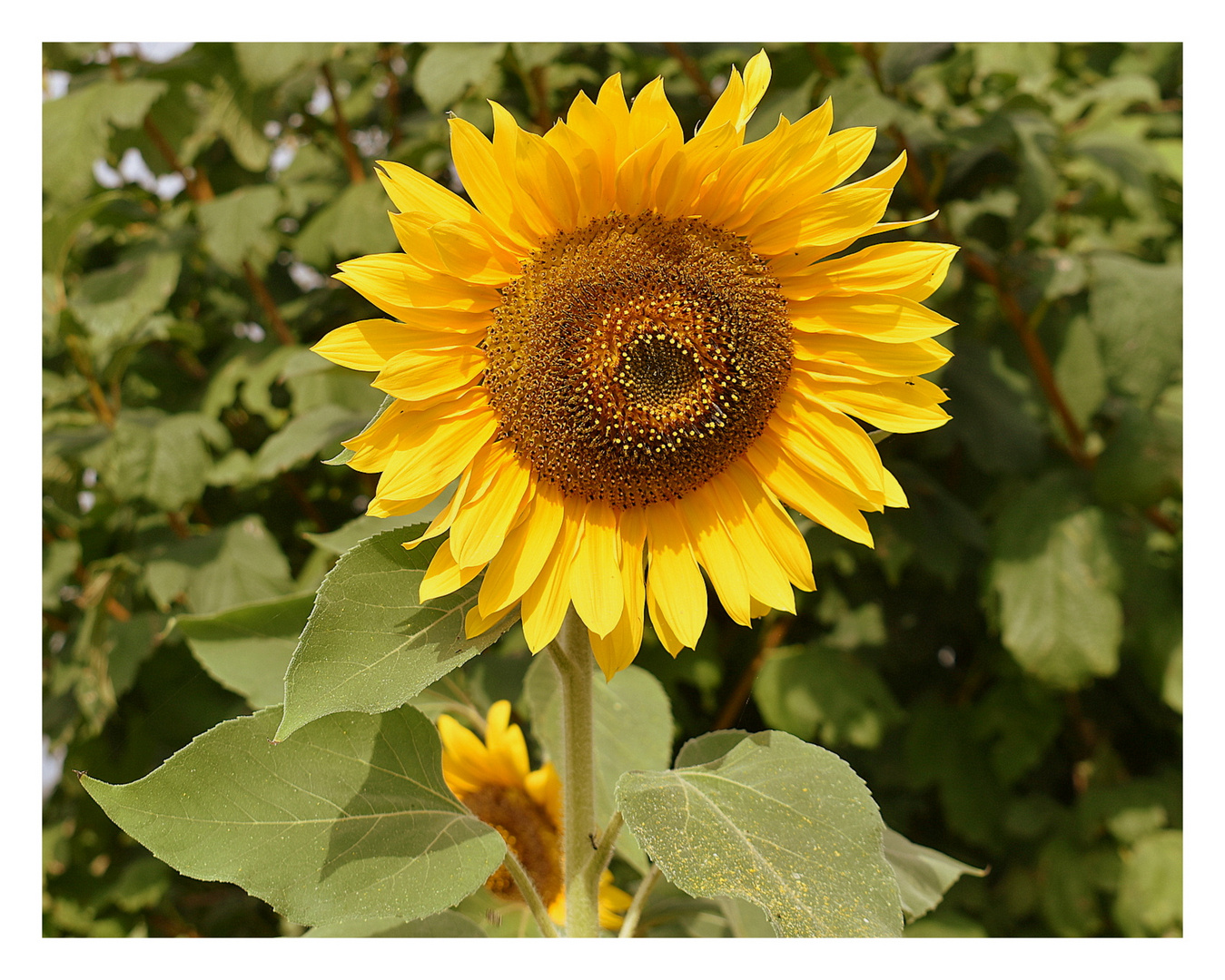 tournesol