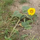 tournesol 2