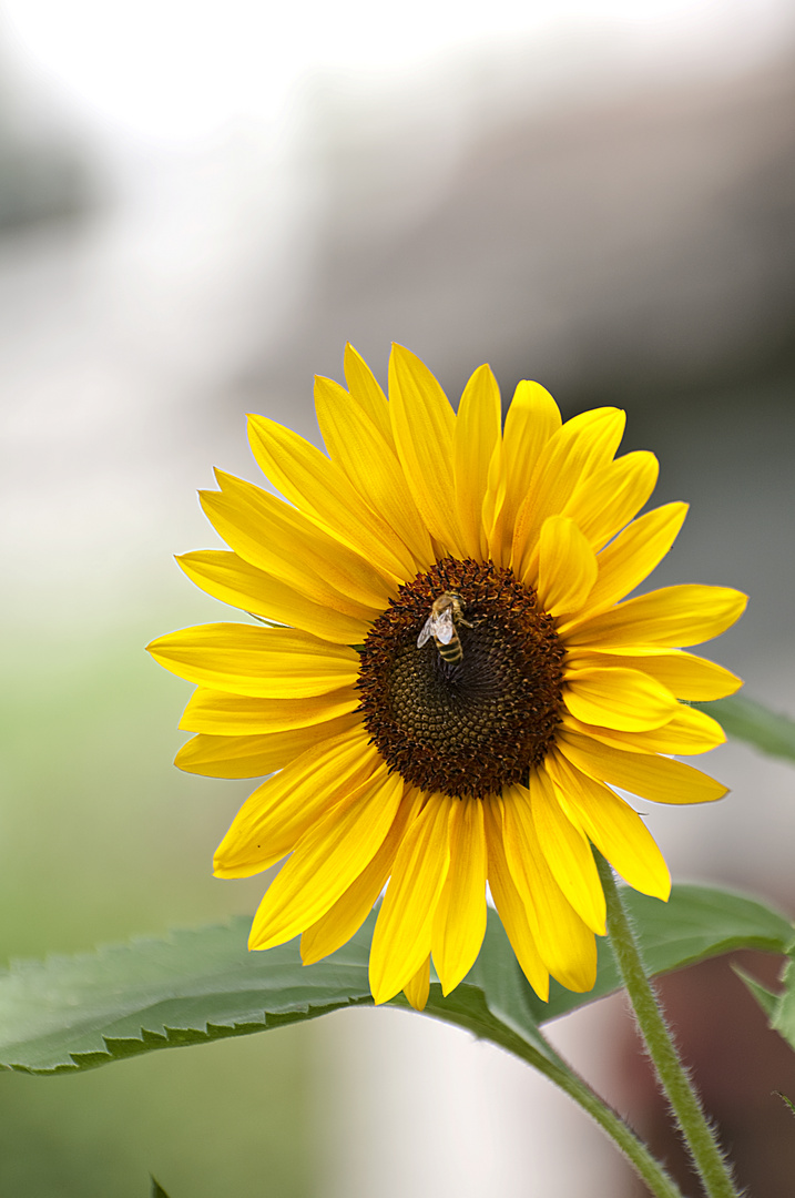 tournesol 2010