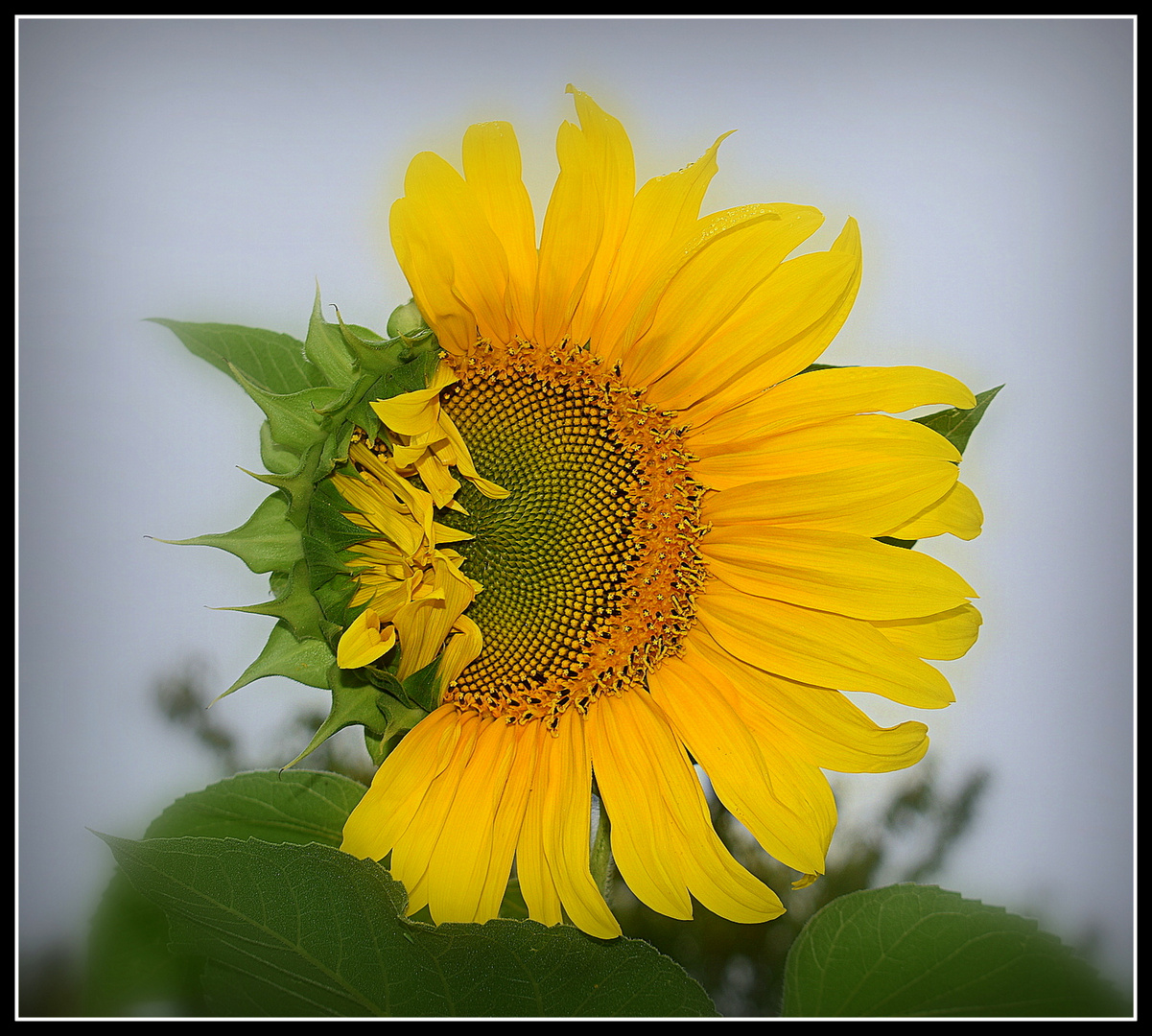 tournesol