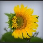 tournesol