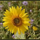 tournesol