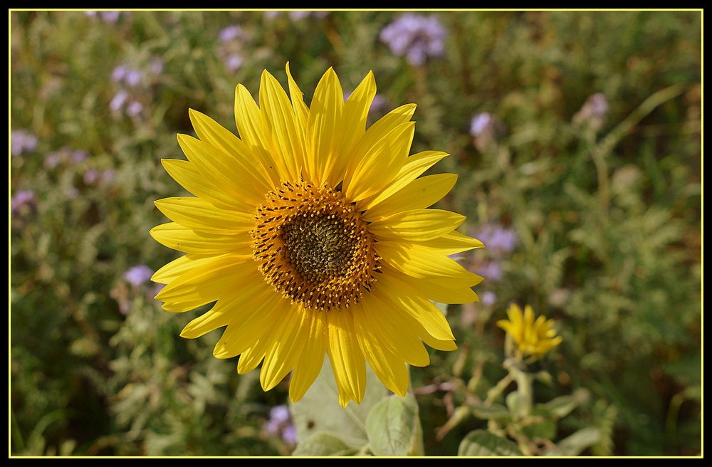 tournesol