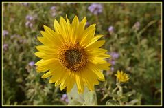 tournesol