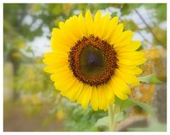 tournesol