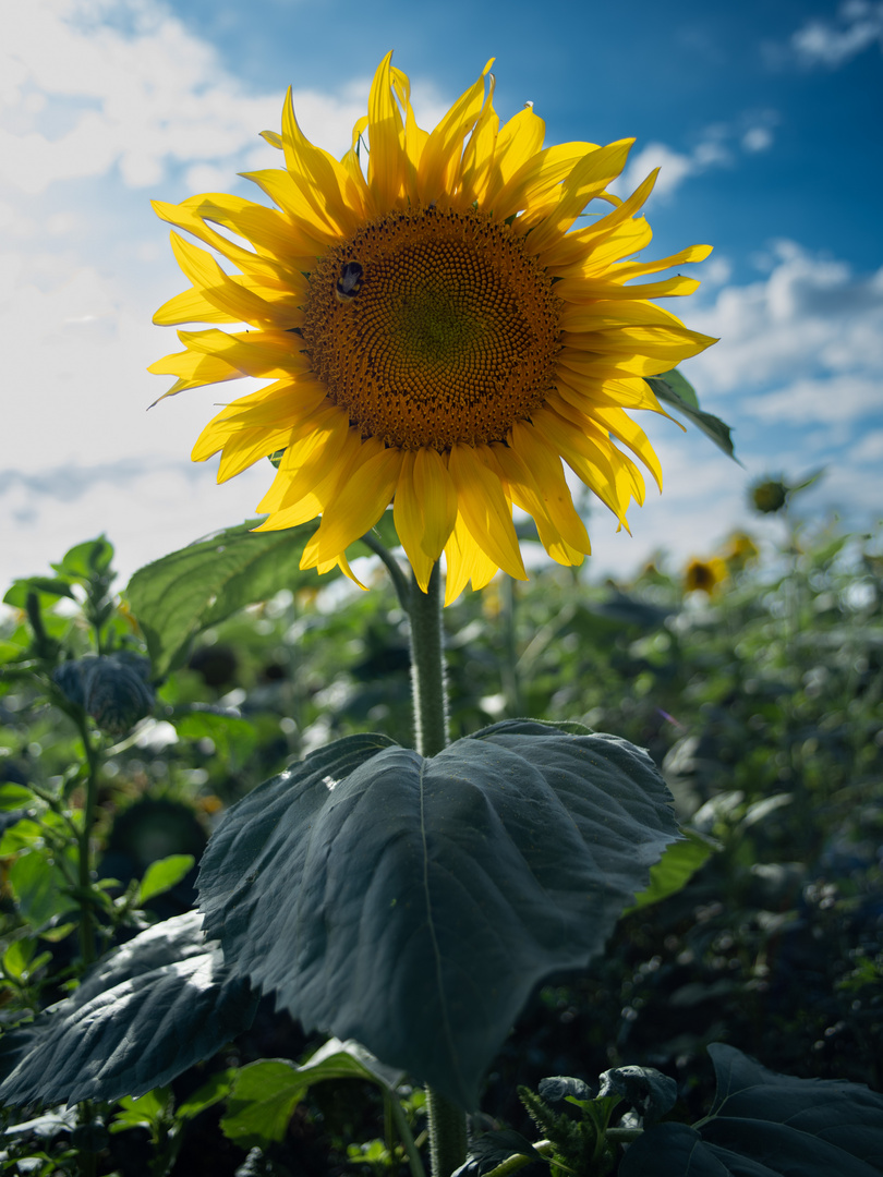 Tournesol