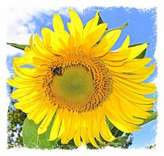 tournesol