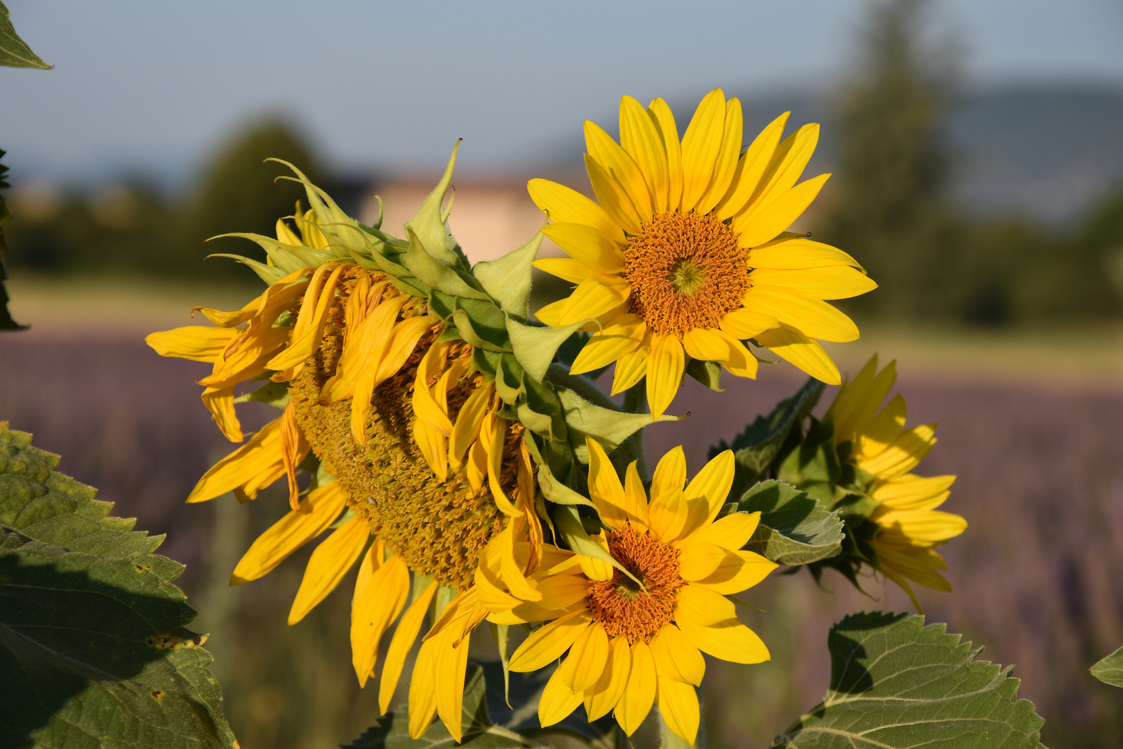 Tournesol