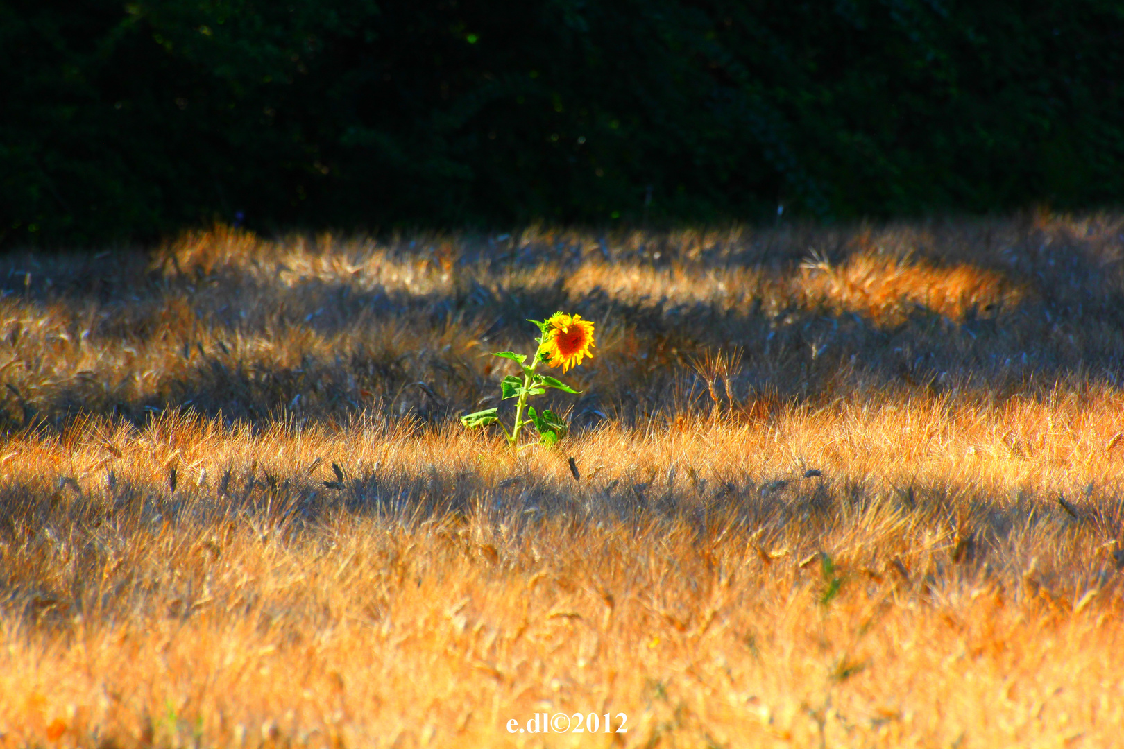 tournesol