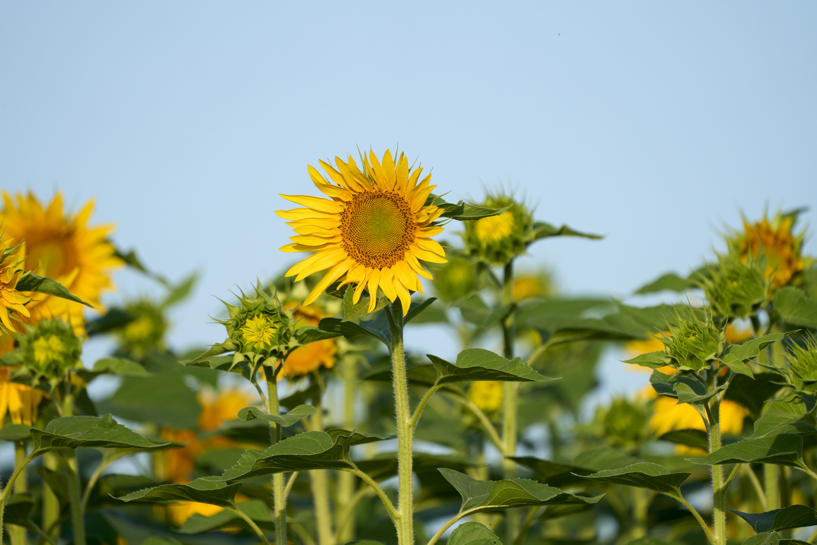 Tournesol