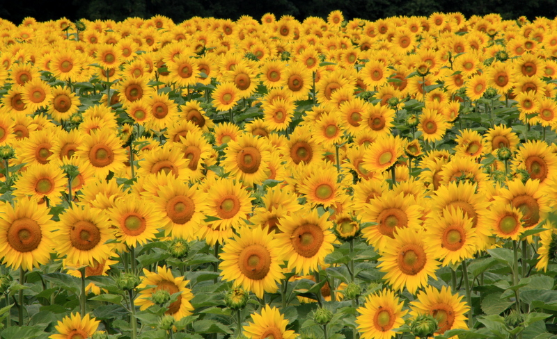 Tournesol