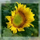 Tournesol