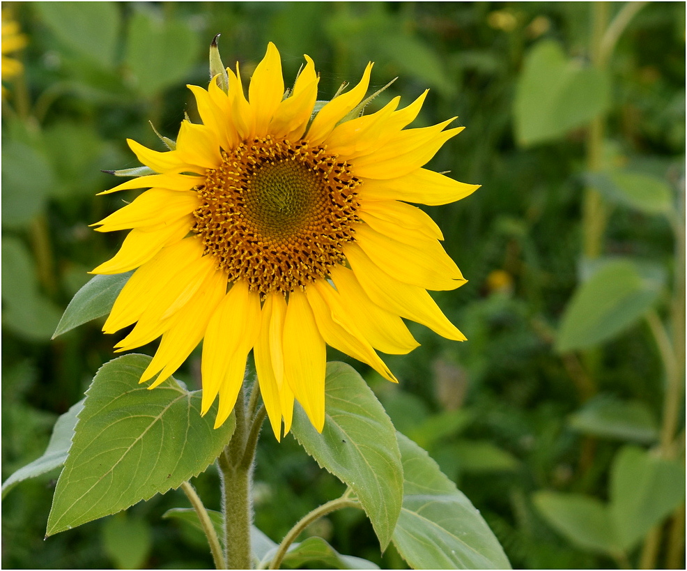 tournesol