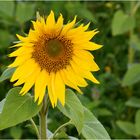 tournesol