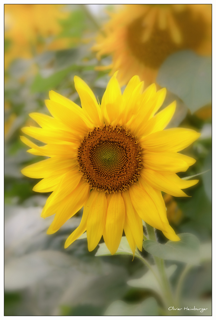 Tournesol