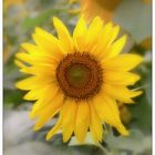 Tournesol